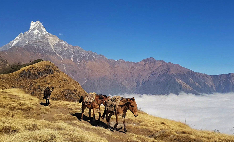 Mardi Himal Trek